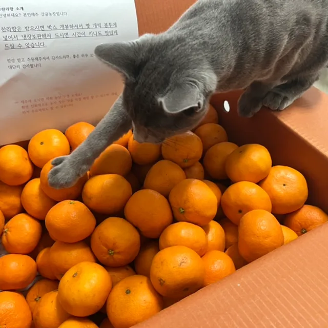고꽁치