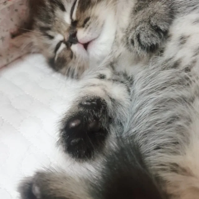 란똥