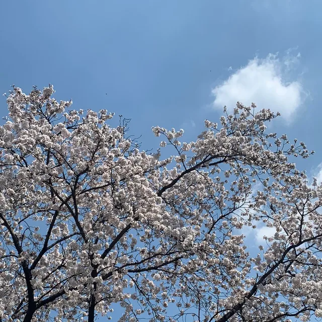 미루미루