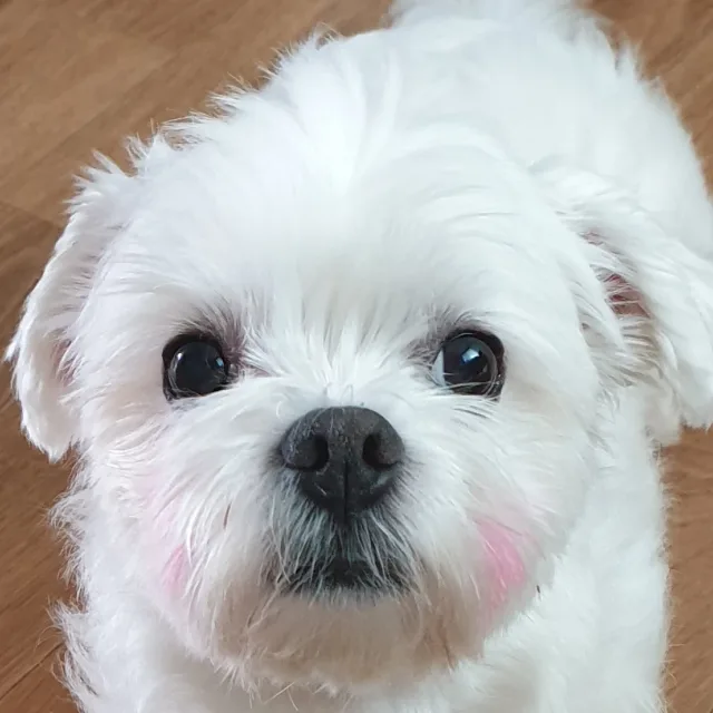앵두애꾸