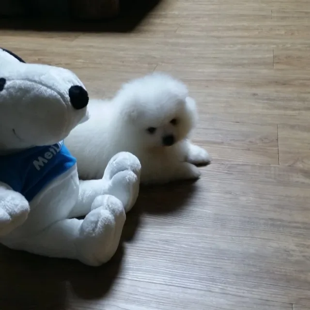 귀염둥이