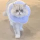 초롱이