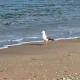 레인보우