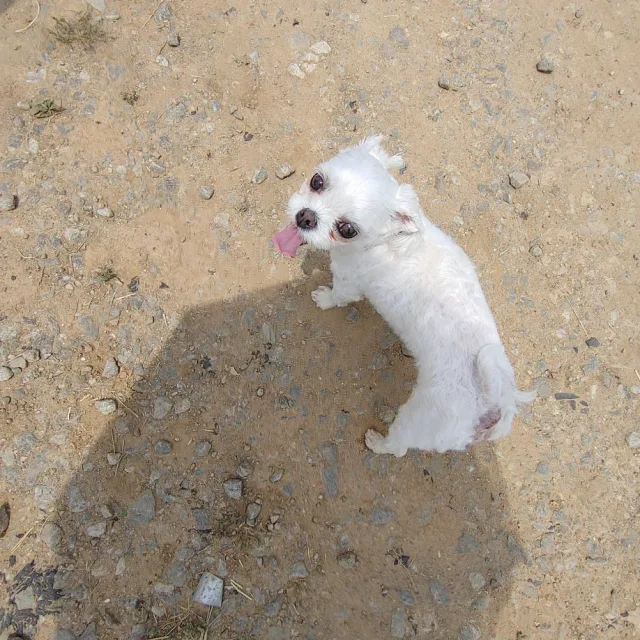 거상