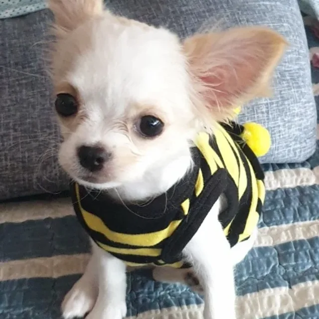 밤의나비