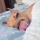 오푸