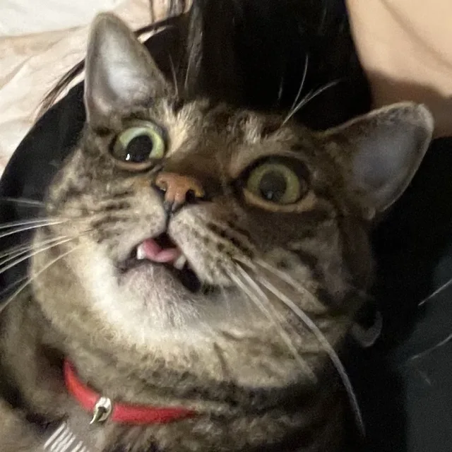 또또