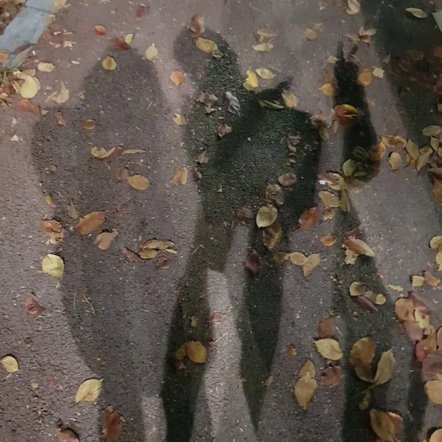이브