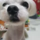 뭉치아빠