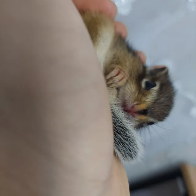 쭁쭁