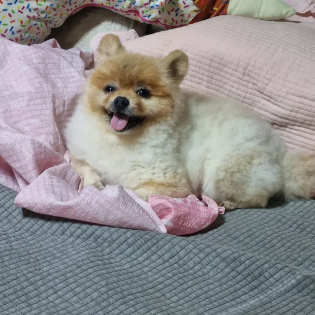 먁먁
