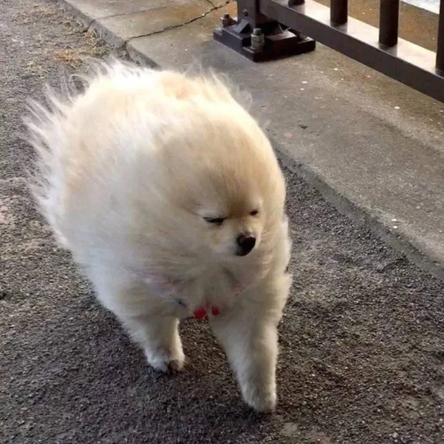 데굴데굴