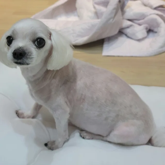 에넥스