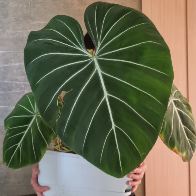 조이