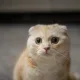 렝루이