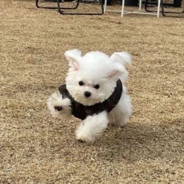 완콩콩