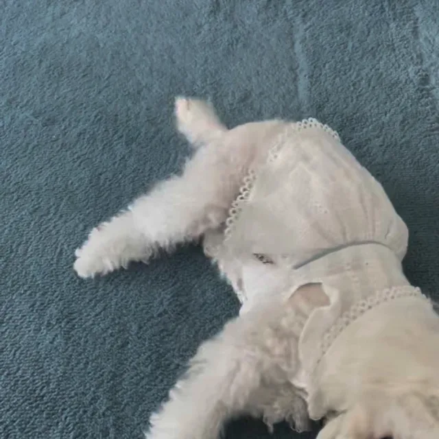 보겨