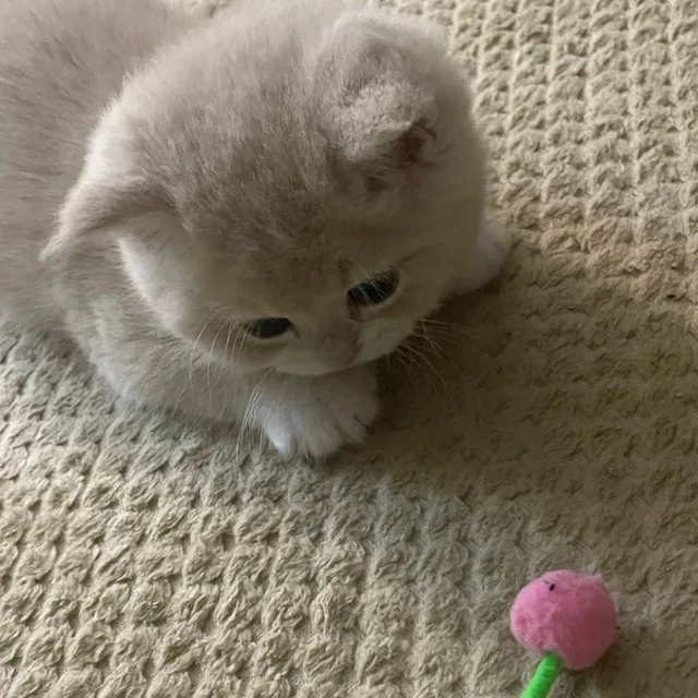 젠틀한집사
