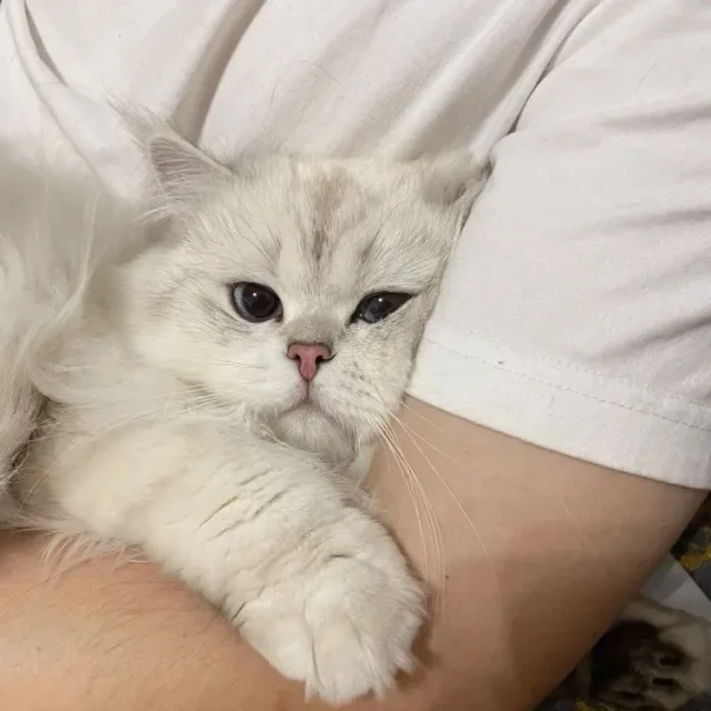밍뚜