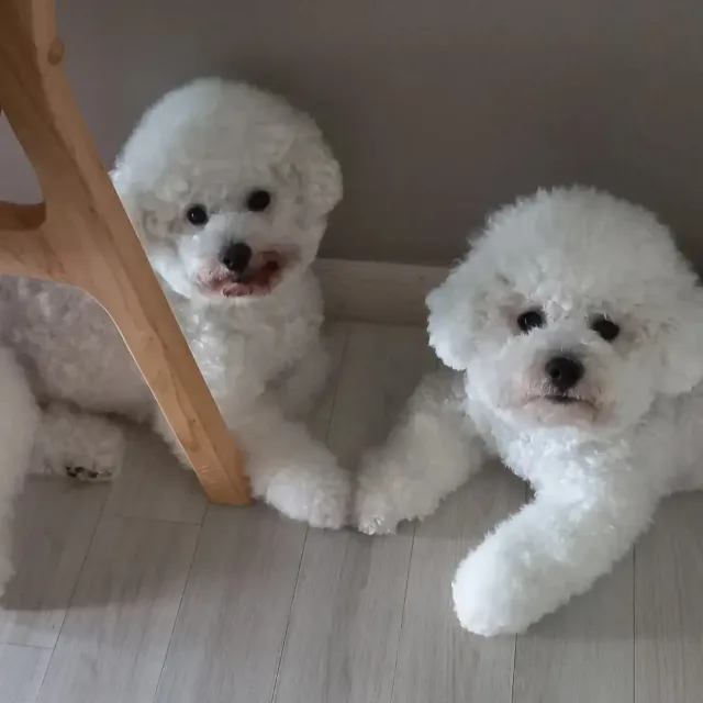 국화