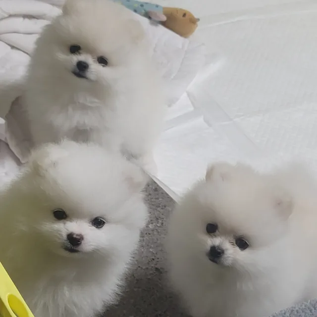 크리스탈