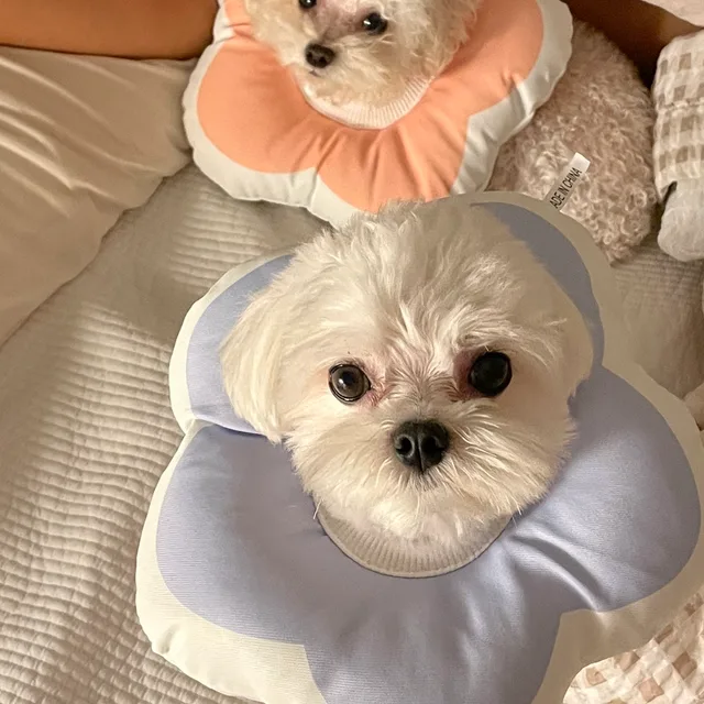 꼬베베