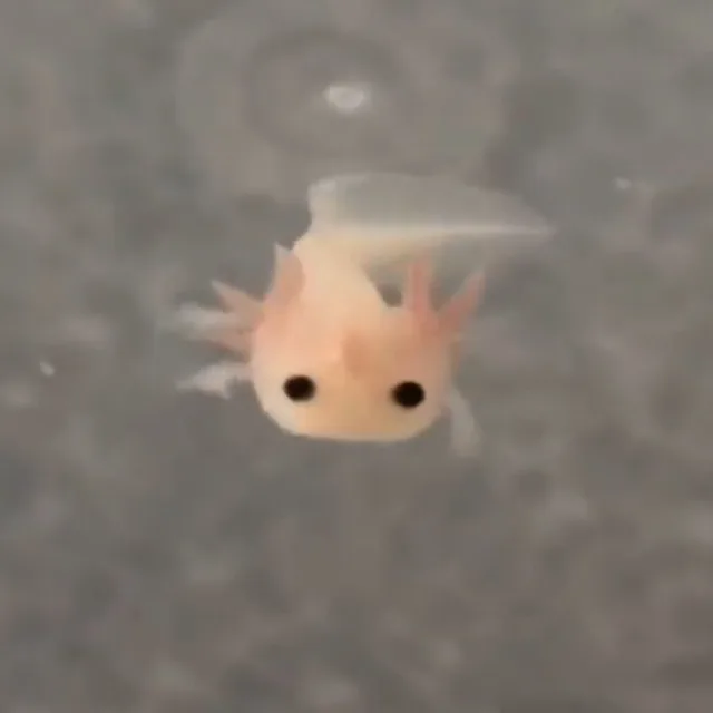 몽당심