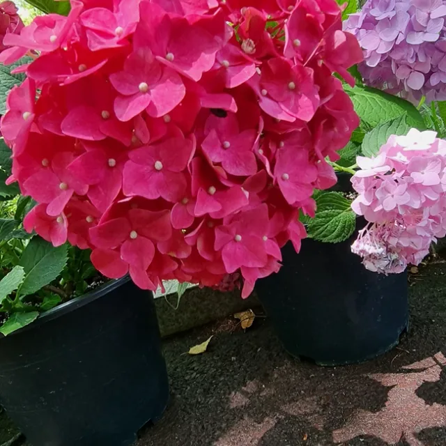 아들맘맘
