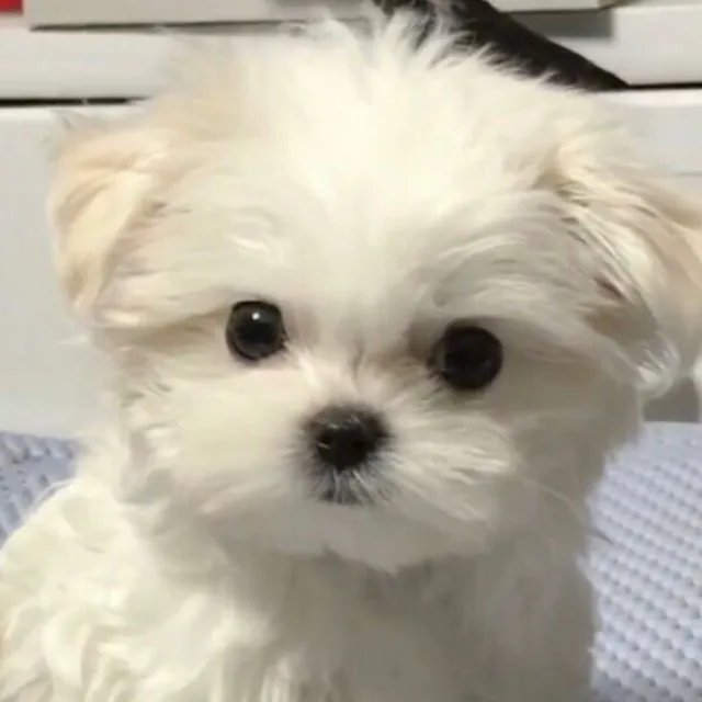 냐호냐호
