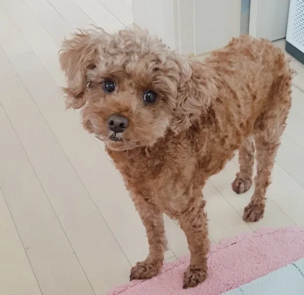 하리마