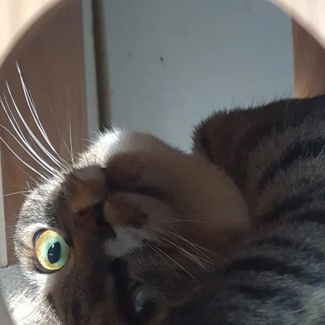 꿀방
