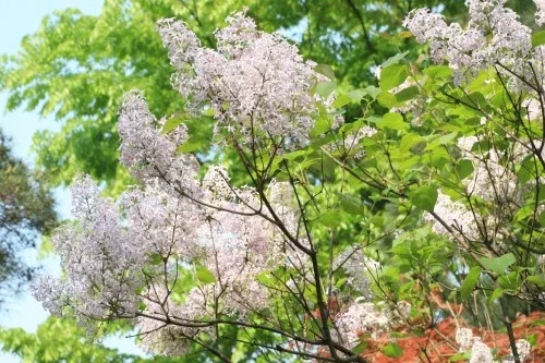 앨리스맘