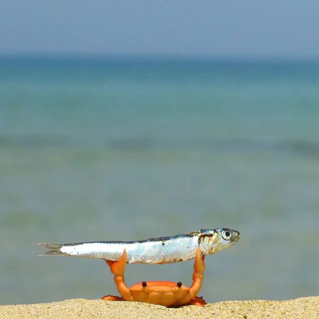 게굴