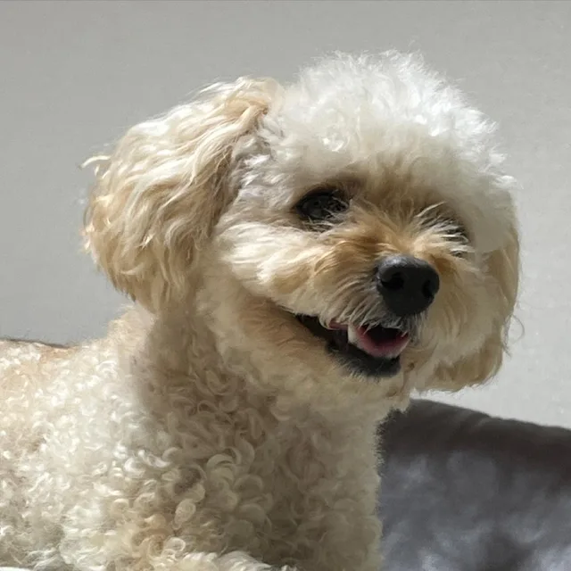 라떼