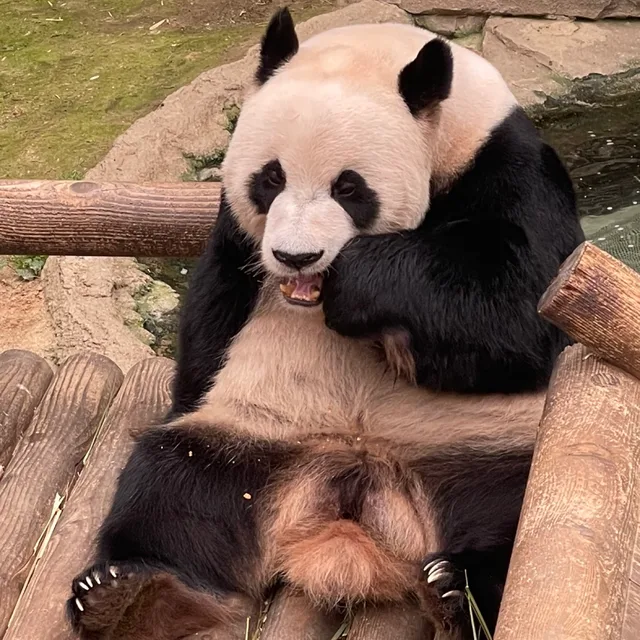 푸바오