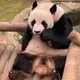 푸바오