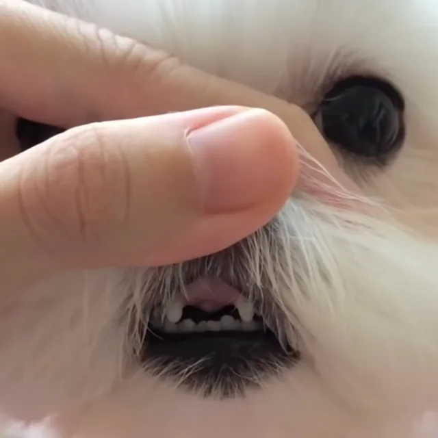 이빨빠진짤랑이