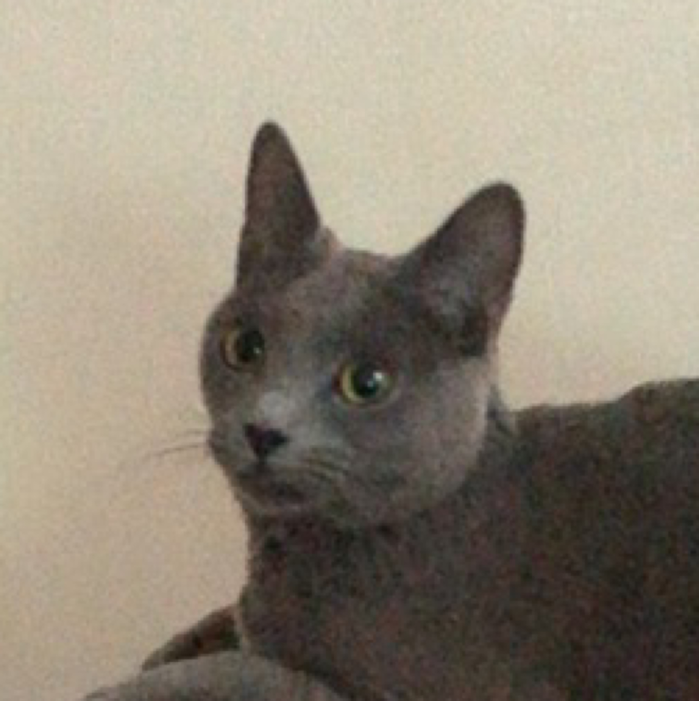시훙