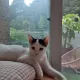 레몬트리