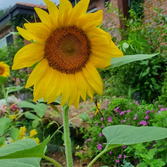 해바라기