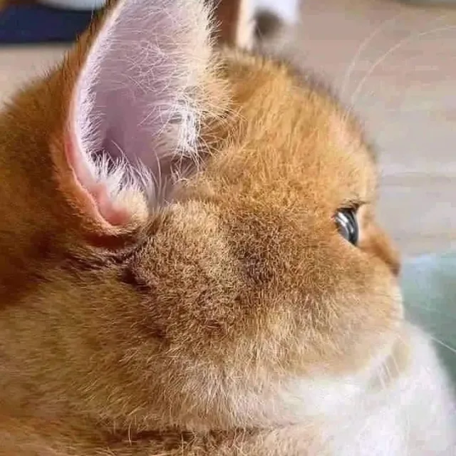 오호예헤