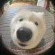 율율