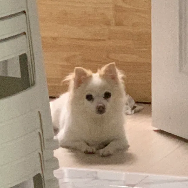 앙달잉
