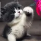 모카라떼냥