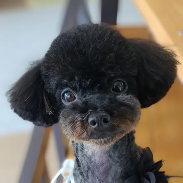 드림캔들