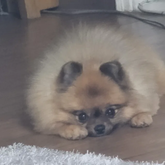 미시시피