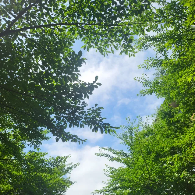 모야