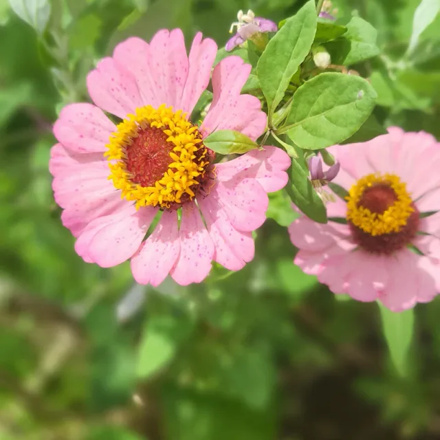 예쁜꽃