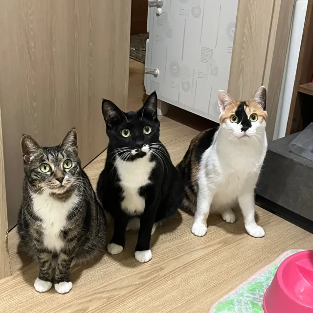 홍마담