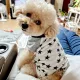 송루시